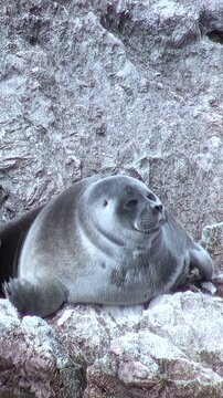 A Baikal seal, also known as a Pusa sibirica, rests on rocks near the shore of Lake Baikal. The seal is lying down, relaxing in the sunshine during the daytime. This unique seal is native to Russia.