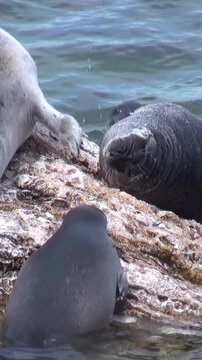 Observe Baikal seals, also known as Nerpa, enjoying a peaceful moment. They are relaxing on a rocky outcrop in Lake Baikal during the day. These endemic seals showcase the unique wildlife of Siberia.