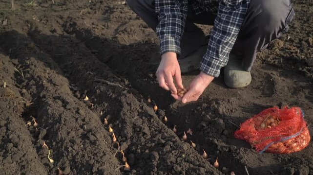 Individual plants onion bulbs in rows on a farm field, wearing gray pants and a plaid shirt, with a bag of bulbs visible nearby