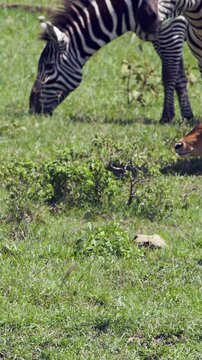 Zebras peacefully feast on lush green grass at Lake Nakuru National Park in Kenya. Bright African sun shines on their magnificent stripes as they enjoy their meal, unaware of lurking presence nearby.