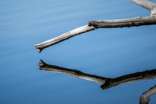 tronco de un arbol seco , caido hacia el agua , formando el reflejo en simetria sobre un color azul celeste  generando una forma romboidal