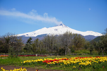 Fototapeta premium Tulips blooming in the first days of spring at the Tulipark in Viagrande, Catania, Sicily. Etna covered with snow in the background. Tulip flower field in Sicily. Colorful tulip flowers. 