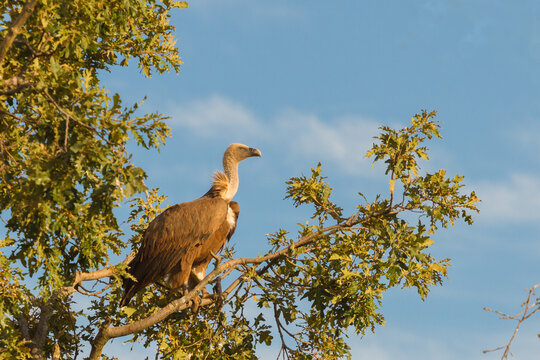 Portrait of a Griffon Vulture (Gyps fulvus) perched high in an oak tree against a blue sky, Spain.