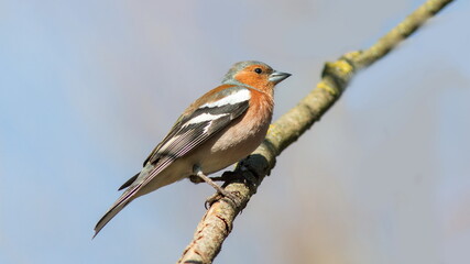 Fototapeta premium female cardinal on a branch
