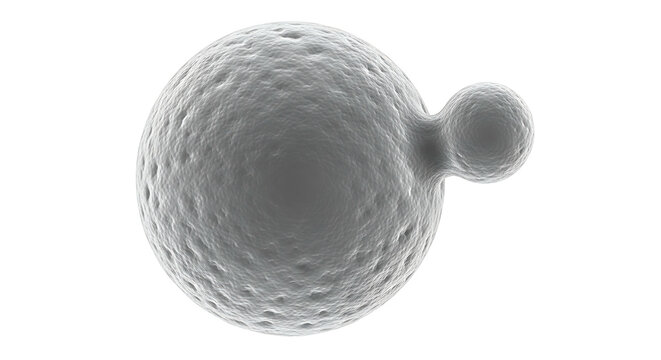 3D Render of Budding Yeast Cell
