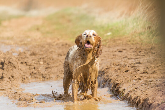 Funny dirty dog playing in a mud puddle. Happy golden hunting dog covered in mud.