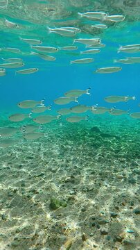 Shoal of Barred Flagtail fish swimming in blue water above sandy-stoned seabed, with school of Silversides Atherina swims above them below surface, on sunny day in sunshine