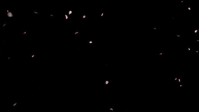 Flying pink cherry blossom petals on black background. Delicate sakura petals floating in the air create a soft, romantic and dreamy spring atmosphere.