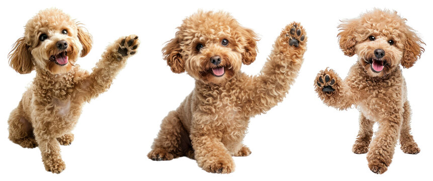 PNG Adorable poodles waving happily on transparent background