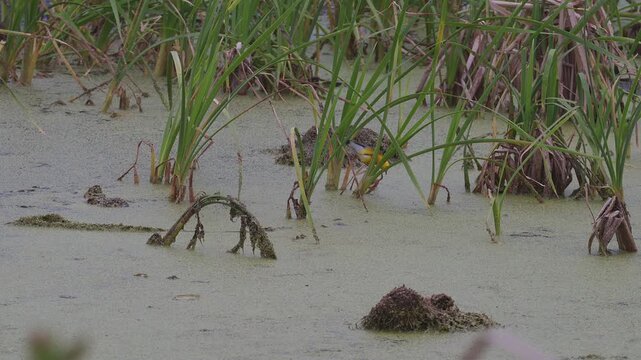  Prothonotary Warbler Foraging in Shallow Marsh Water Among Reeds