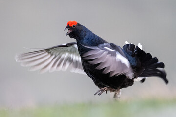 Fototapeta premium A black grouse with its wings spread and mouth open, displaying its vibrant red comb during a mating ritual in a natural habitat.