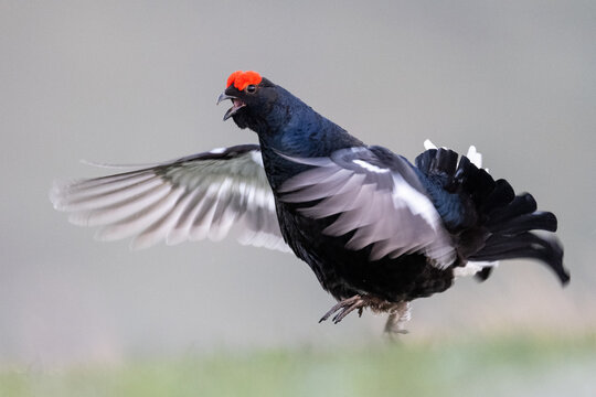 A black grouse with its wings spread and mouth open, displaying its vibrant red comb during a mating ritual in a natural habitat.