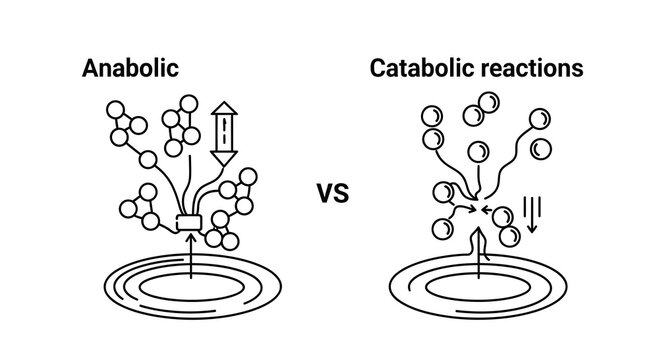 Anabolic vs Catabolic Reactions Vector Illustration, Biological Metabolic Pathways Comparison Graphic for Educational Science and Biochemistry Study Materials