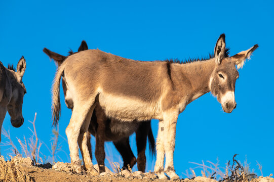 Sunlit Wild Donkeys Grazing on Ridge Against Blue Sky