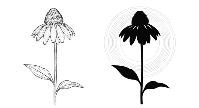 Comparison of two coneflower illustrations including a detailed black line art version and a matching solid black silhouette.