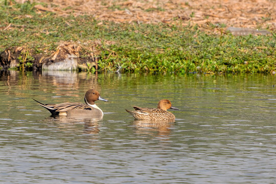 A beautiful pair of Northern Pintail (Anas acuta) in water at Chupi Char. Purbasthali, Bardhaman, West Bengal, India