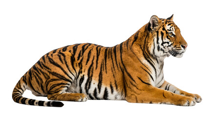 Obraz premium Bengal Tiger resting isolated on white or transparent background 