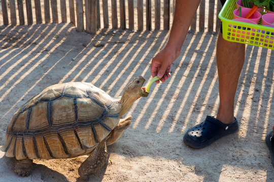 Feeding a land turtle. An
African spurred tortoise (Centrochelys sulcata), also commonly known as the Sulcata tortoise.&nbsp;