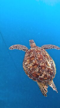 Top view of a green sea turtle swimming through open blue water above a school of fish in Moalboal, Cebu, Philippines.
