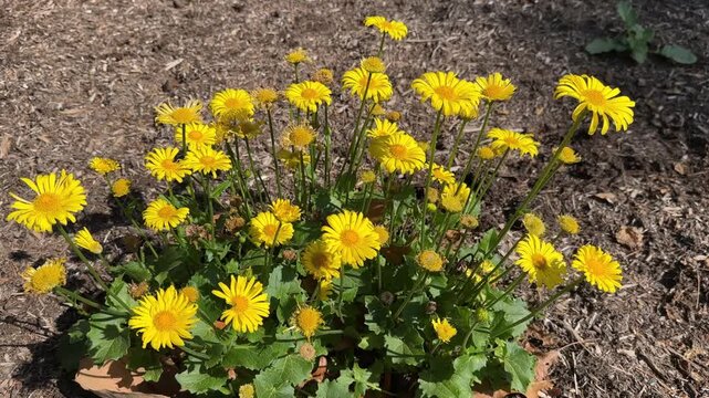 Leopard's bane flowers - Doronicum - in a light breeze.