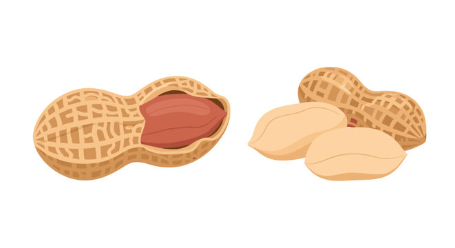 Detailed illustration of peanuts in shells with one opened to reveal kernels and several loose nut pieces on plain white background.