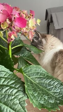 Pink hydrangea blooms dominate the foreground while a fluffy Ragdoll cat fills the right of frame eating the flowers.
