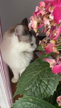 A Ragdoll cat's vivid blue eyes meet the camera directly in this angled close-up &mdash; framed by lush pink hydrangea blooms and soft striped curtains.