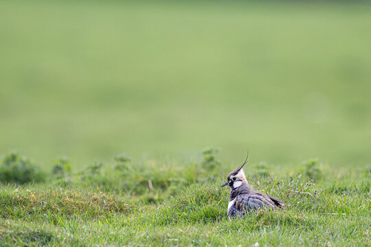 A Northern Lapwing bird rests in the lush green grass of a field, its distinctive crest standing tall against the soft, blurred background.