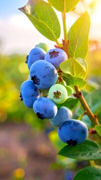 Close-up of a branch bearing ripe, plump blue fruit, with a backdrop of a blurred bright sky, and leaves