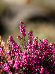 Obraz premium pink flowers in the garden