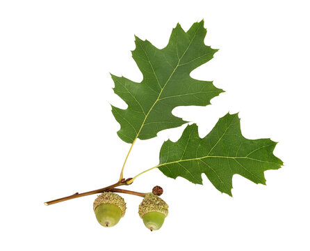 Two green oak leaves with attached green acorns isolated cutout on transparent background. Clean botanical element highlighting foliage and seed detail for design and compositing use.