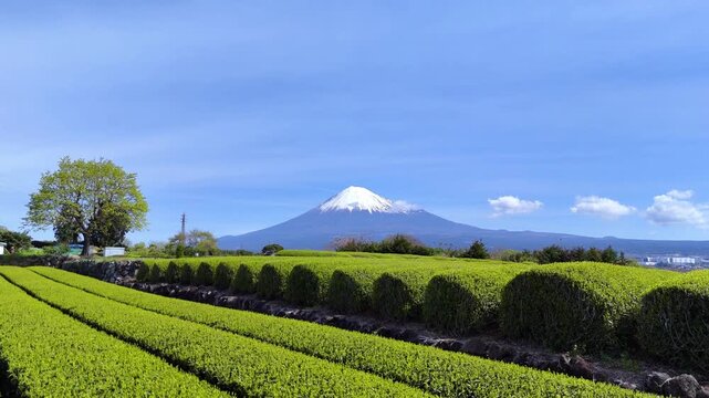 Tea Plantation Rows | Mt. Fuji | Spring | Japan - 4K Aerial Video
