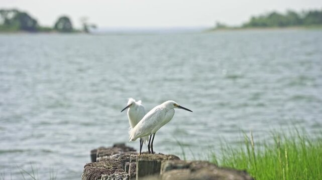 Pair of beautiful white snowy egrets standing on old wooden pilings. The wild birds are resting by the water in a natural coastal habitat