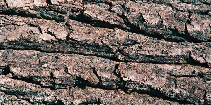 Close-up texture of greyish-brown tree bark with prominent horizontal ridges and deep natural cracks.