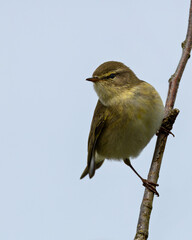 Obraz premium Willow Warbler Perched on Branch
