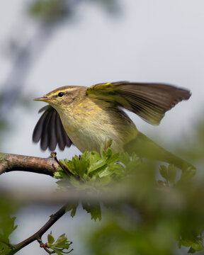 Willow Warbler Perched on Branch