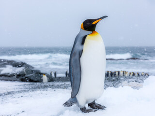 Obraz premium King penguin standing majestically on a snowy beach in Antarctica