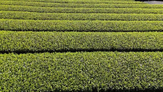 Tea Fields Top View | Green Stripes Background - 4K Aerial Video
