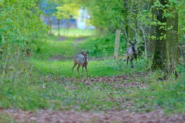 roe deer in a lane © Duvekot Fotografie