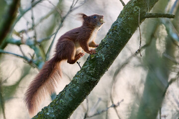 squirrel in the tree © Duvekot Fotografie