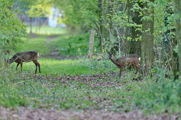 roe deer in the grass © Duvekot Fotografie
