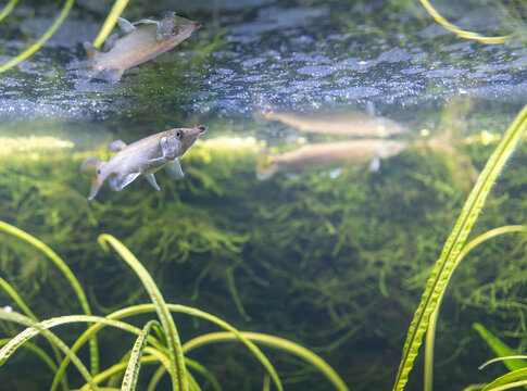 A freshwater fish, Ctenolucius hujeta hujeta, swims among aquatic plants underwater