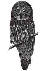 Fototapeta premium Realistic great grey owl bird illustration drawing in traditional hand drawn style. Woodcut or engraving ink style, scratchboard looking line art.