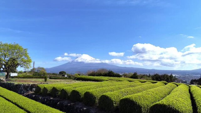 Deep Tea Plantation Rows | Mt. Fuji | Japan - 4K Aerial Video
