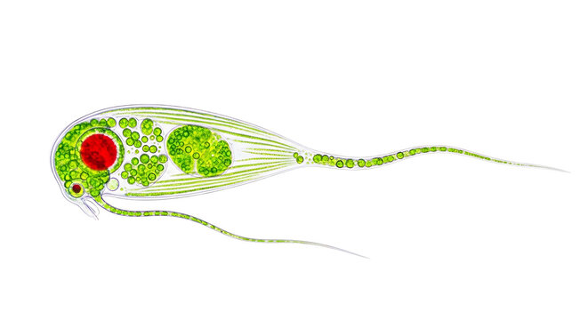 Microscopic view of Phacus green algae organism