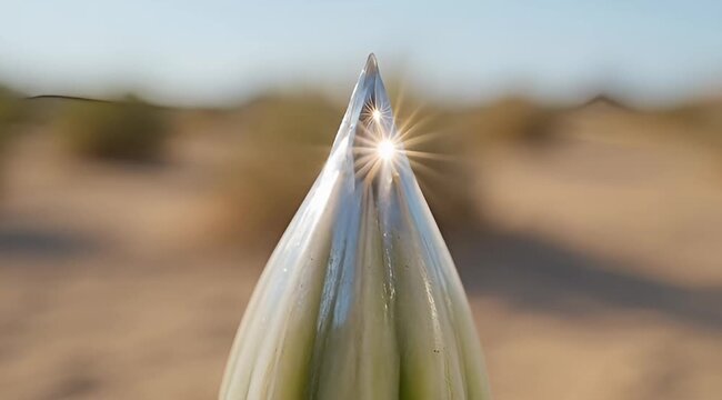 Sharp agave plant point in the desert with sun glare reflecting through