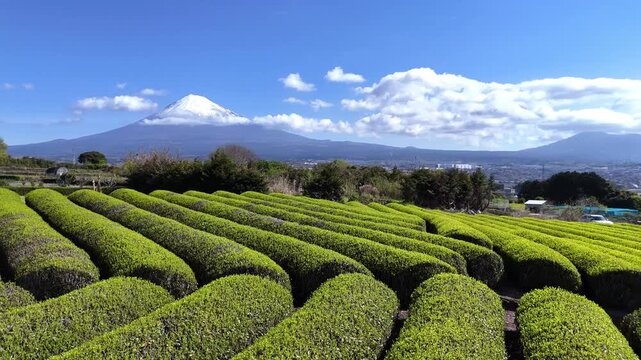 Dynamic Tea Rows | Mt. Fuji | Cityscape | Japan - 4K Aerial Video
