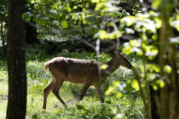 Red deer searching for food in Bialowieza Forest sunlight © Aleksander Bolbot