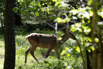 Fototapeten Hirsch Red deer searching for food in Bialowieza Forest sunlight  © Aleksander Bolbot
