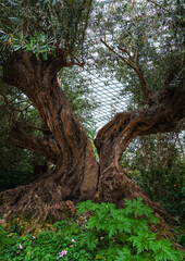 Fototapeta premium Das Bild zeigt einen knorrigen Olivenbaum in einem großen Gewächshaus; der alte Baum repräsentiert unter anderem die Ancient Trees im mediterranen Raum
